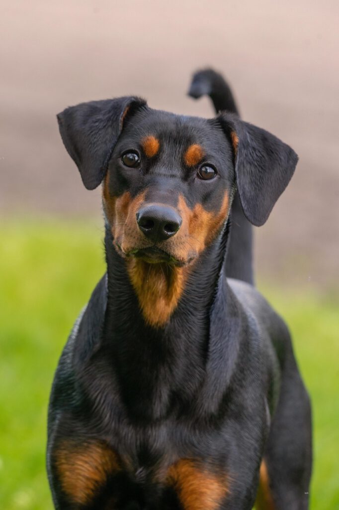 animal, dog, pet, mammal, breed, friend, german pinscher, portrait, ears, tail