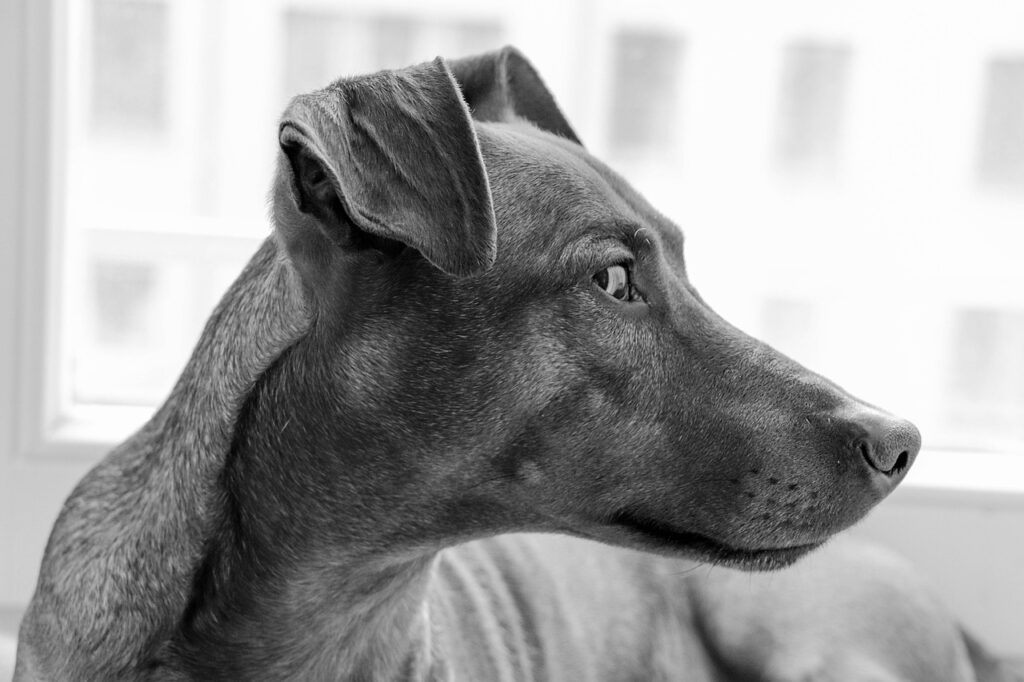 dog, breed, portrait, eyes, thoroughbred, pinscher, animal, home pet, pet, attention, dog, dog, dog, dog, nature, dog