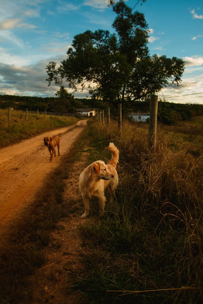 Dogs on rural road with pillars on sides surrounded by grass and trees against cloudy sky in summer evening