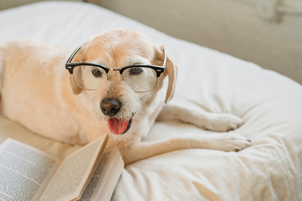 Adorable dog with eyeglasses on a bed with an open book, cozy indoor setting.
