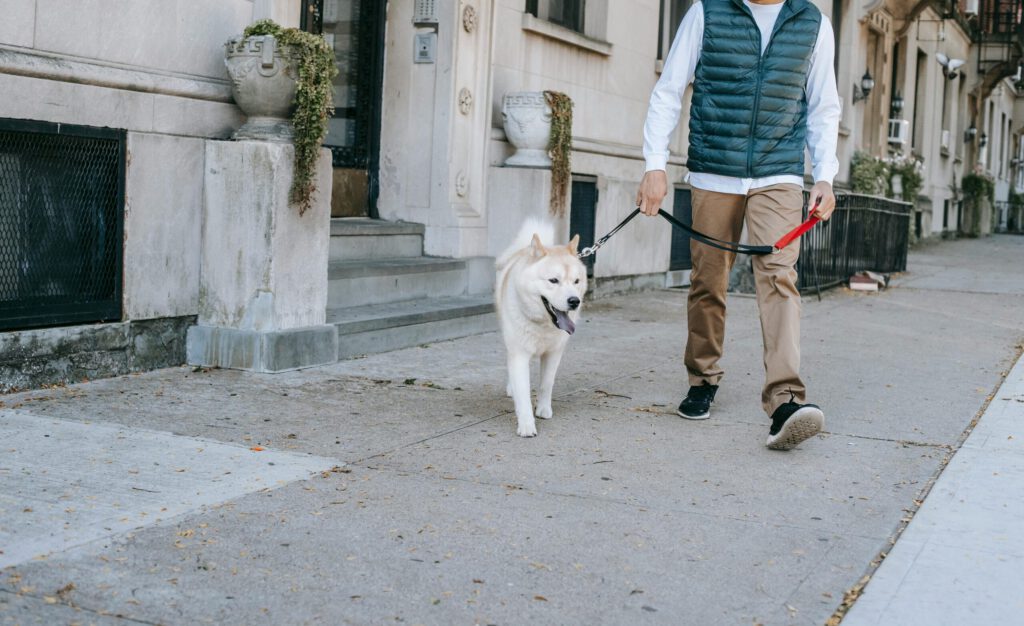 Crop bearded African American male owner walking with obedient Akita Inu on leash on paved street along residential building in city