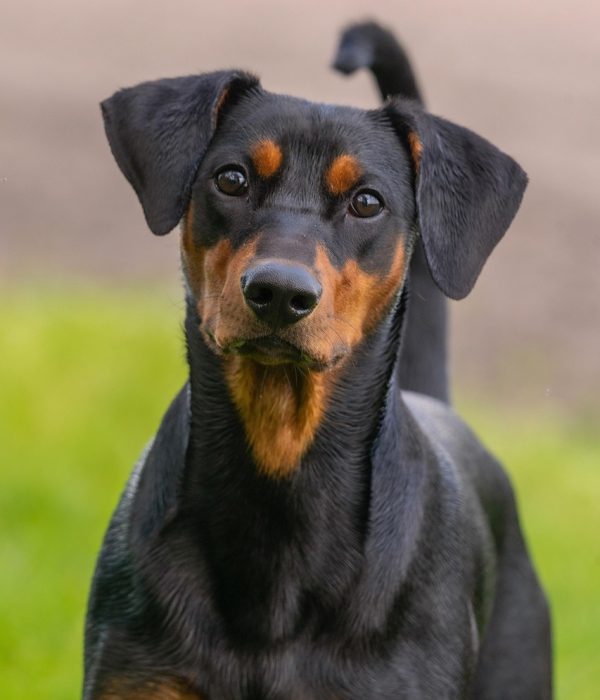 animal, dog, pet, mammal, breed, friend, german pinscher, portrait, ears, tail