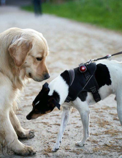 Walk&Talk